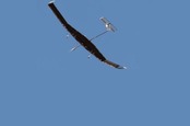 Zephyr 7 in flight. PIC: AIRBUS