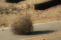 Tumbleweed