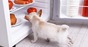 dog noses around in fridge. photo by Shutterstock