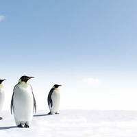 Penguins in Antarctica