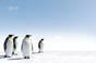 Penguins in Antarctica