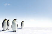 Penguins in Antarctica