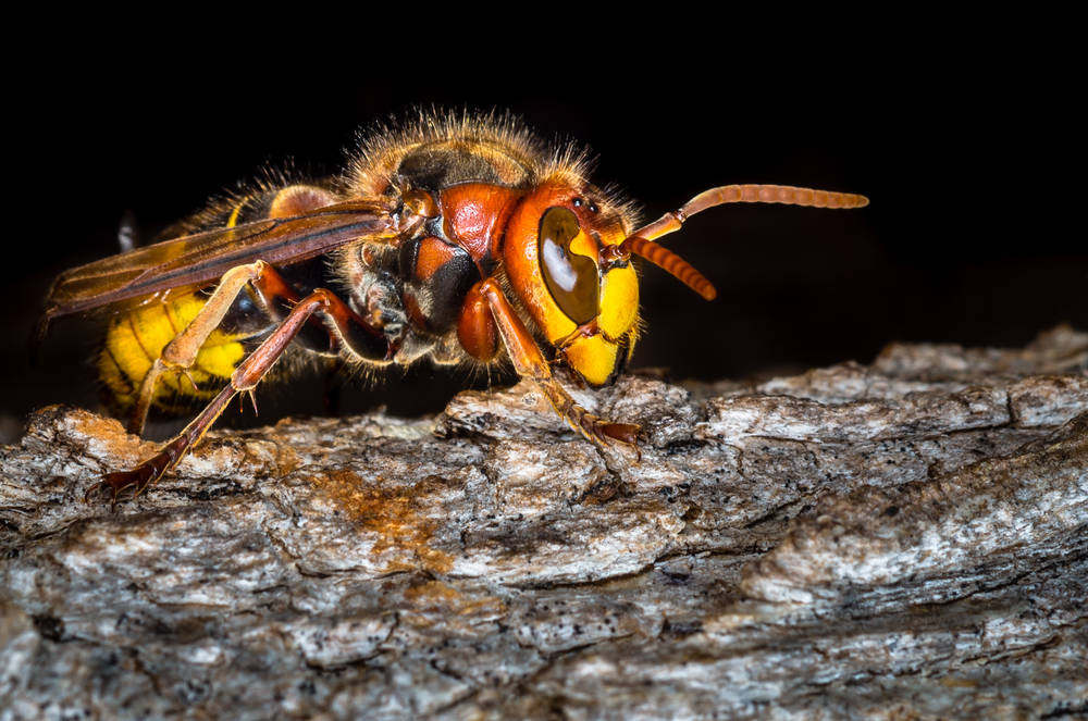 Asian Hornets Are HERE Those Honey Bee Murdering BASTARDS The Register   Asian Hornet 