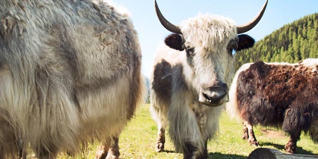 yak. pHOTO BY shUTTERSTOCK