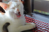 Bored cat on computer, photo via Shutterstock