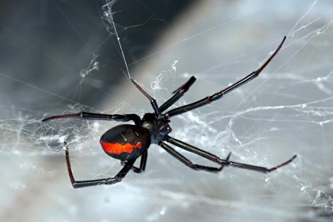 Scattered Spider has moved from retail to insurance