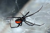 Redback spider. Photo by shutterstock
