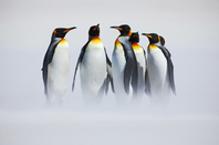 Penguins in mist, photo via Shutterstock