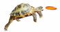 A tortoise catches an orange frisbee. Photo by Shutterstock
