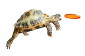 A tortoise catches an orange frisbee. Photo by Shutterstock