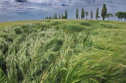 Barley in wind photo via shutterstock