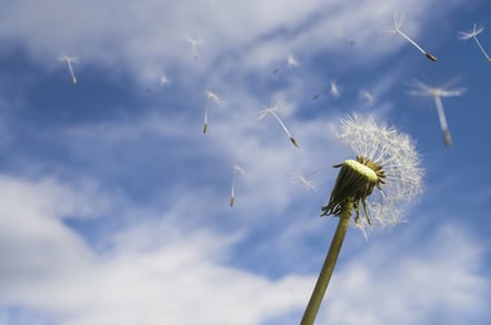 Dandelion photo by Shutterstock