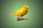 polygonal canary