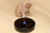 Cat stares at vacuum cleaner robot. Photo by shutterstock