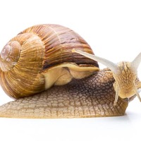 Snail on a leaf... looking surprised (yes, that's possible). Photo by SHUTTERSTOCK