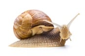 Snail on a leaf... looking surprised (yes, that's possible). Photo by SHUTTERSTOCK