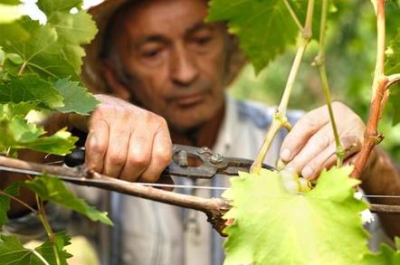 Vine