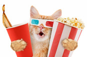 shutterstock_popcorn_cat