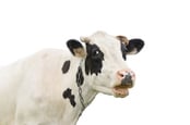 Cow photo via Shutterstock