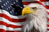 Bald eagle in front of an American flag. God Bless America.