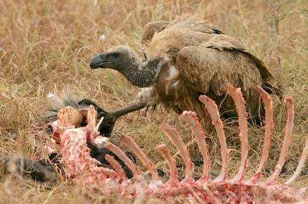 Vulture