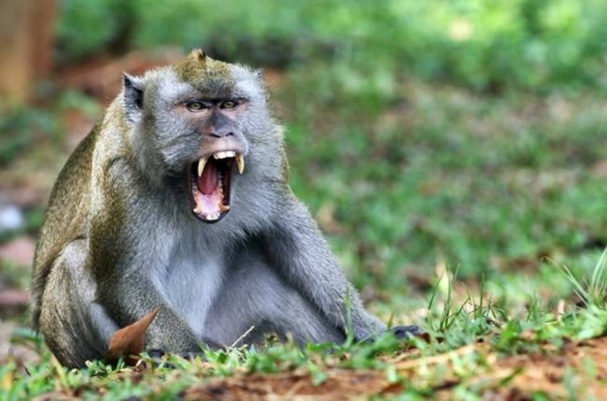 2016 in a nutshell: Boffins break monkeys' backs to turn them into tragic shuffling cyborgs