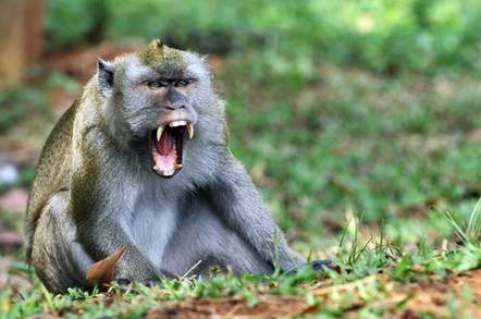 Monkey