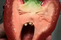 Trump Pepper, photo by Janet Ayers