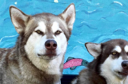 Wolves