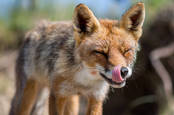 Fox licks his chops. Photo by Shutterstock