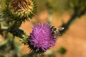 THistle, the national flower of scotland, being bothered by a bee. Photo by Shutterstock
