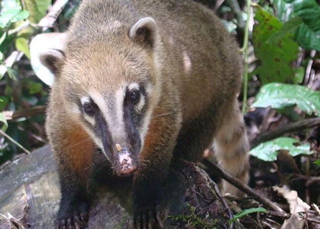 The coati not the Brazilian aardvark photo by Kovags