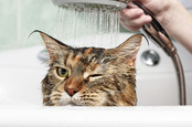 Cat in bath photo via Shutterstock