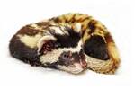 Ferret