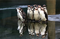Penguins pool photo via Shutterstock