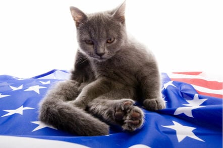 Cat playing on USA flag. Photo by Shutterstock