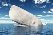 white whale