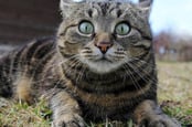 Surprised cat photo via shutterstock