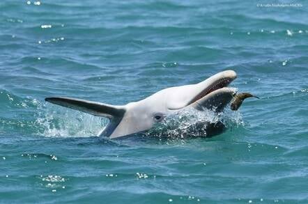 dolphin