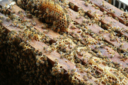 Bees hatch out of honeycomb wedged bwteen wooden bench slats. Photo by Shutterstock