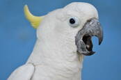 Sulphur-crested cockatoo