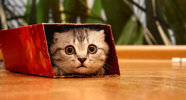 Cat in a small box photo via Shutterstock