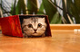 Cat in a small box photo via Shutterstock