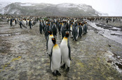 Penguins photo via Shutterstock