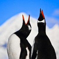 Penguins singing photo via Shutterstock