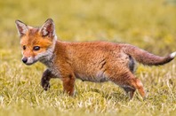 Fox cub photo via Shutterstock
