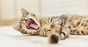 Cat yawning photo via Shutterstock