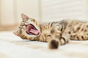 Cat yawning photo via Shutterstock