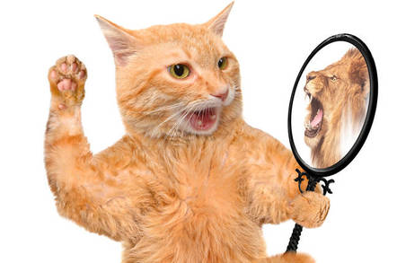 shutterstock_cat_lion