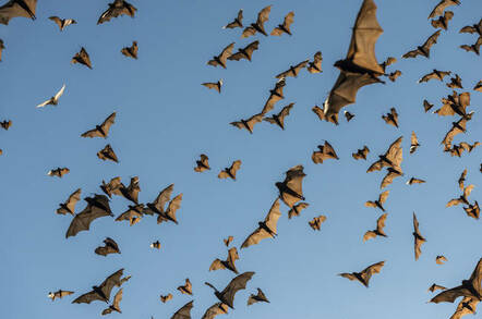 Australian flying foxes - Shutterstock